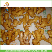 Шаньдун Пзготовителей Top Quality New Crop Fresh Ginger 150g до